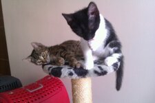 Download 6-1-13 184.jpg