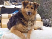 Ρηνούλα 1.jpg Ρηνούλα 1.jpg