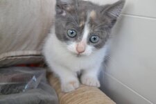 2014-11-05 louna.jpg