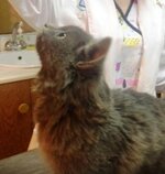 misha2_mycat.JPG