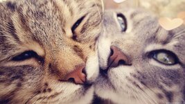 Cute-Cats-Wallpaper.jpg
