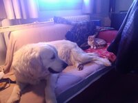 Ρακούν - Φρέντυ.jpg