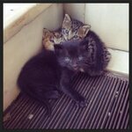 cat family1_mycat.JPG