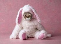 Cat-Dressed-as-a-Bunny-For-Halloween.jpg.jpg