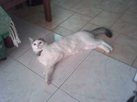 Μινι δροσιζεται.jpg