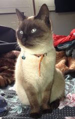 Screen Shot 2015-11-03 at 13.03.56.png