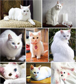white-cats.jpg