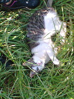 Ο Μαγκας στο πράσινο!.jpg