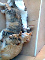 Ξαπλαραν στις σκάλες!.jpg