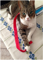 Χωρίς τίτλο.png