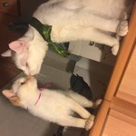 IMG_7676.JPG IMG_7676.JPG