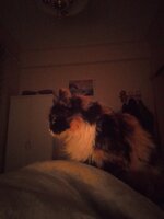 μελιτζανα 2.jpg