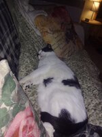 ριρης γουρουνελος.jpg