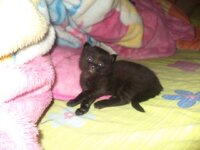 νταφυ μωρο.jpg