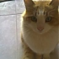 Paris Gatopalaviaris