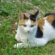 ΝΙΚΟΛΕΤΑ ΔΑΣΚΑΛΑΚΗ