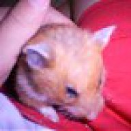 hamster :-)