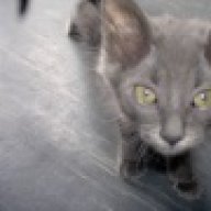 pixie η γατούλα