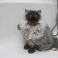 Ρια Αρωνιάδα