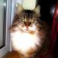 Γατο-αγαπησιάρα