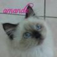 _amanda_