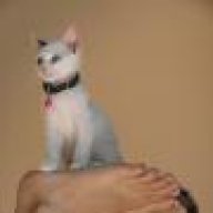 ποζερογατινι