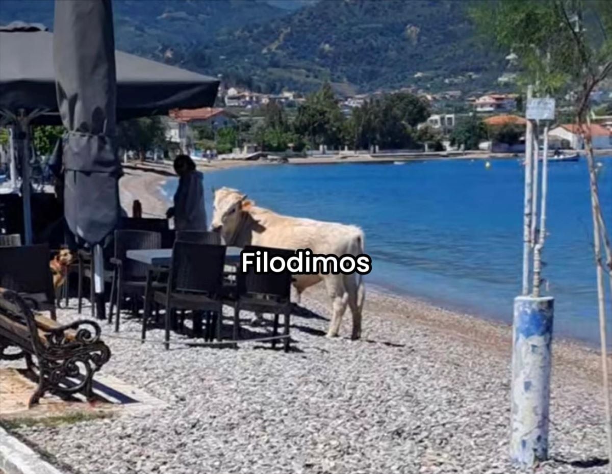 ΜΟΣΧΑΡΙ ΑΙΓΙΟ