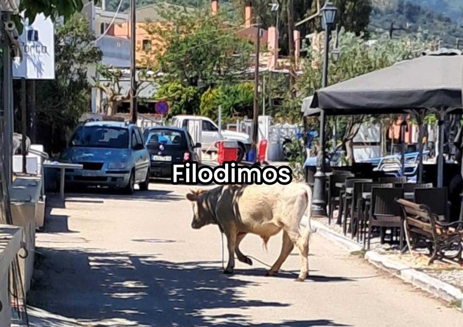 ΜΟΣΧΑΡΙ ΑΙΓΙΟ