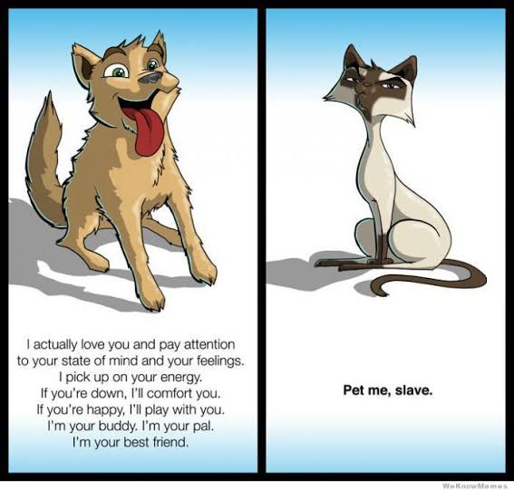 Dogs are better than cats memes - Social Groups, Clans, & Guilds - 17th  Shard, the Official Brandon Sanderson Fansite