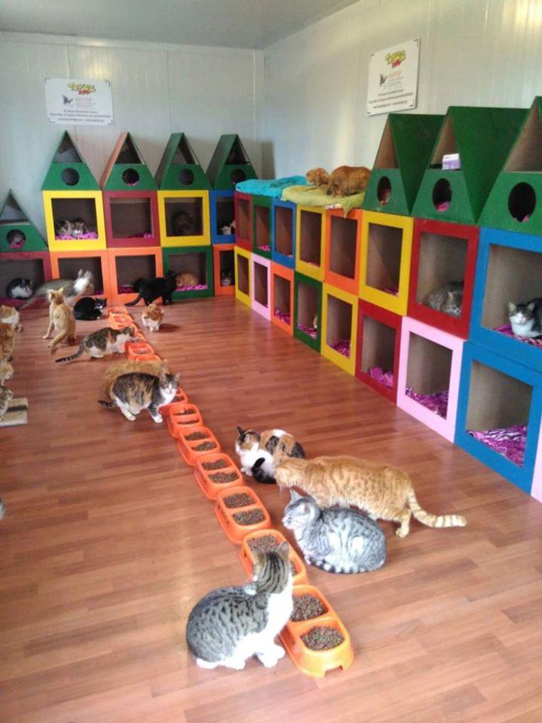 cats-1.jpg