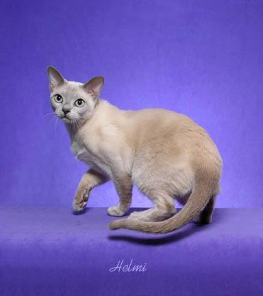 tonkinese-cat-pictures-of-cats-9.jpg