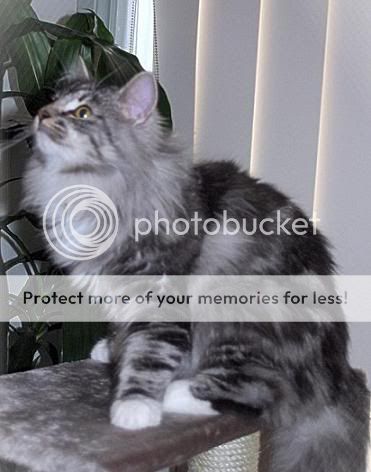 BlackSilverClassicTabby_White.jpg