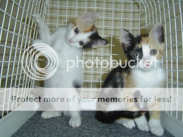 Kittens050.jpg