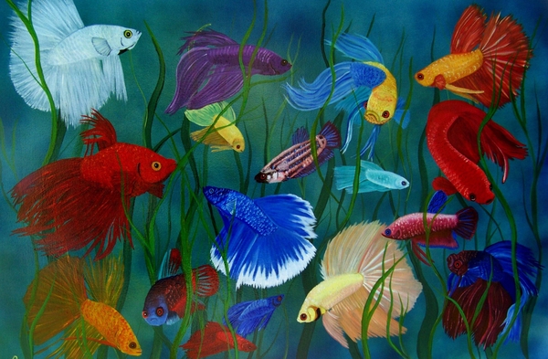 bettas-in-motion-debbie-lafrance.jpg