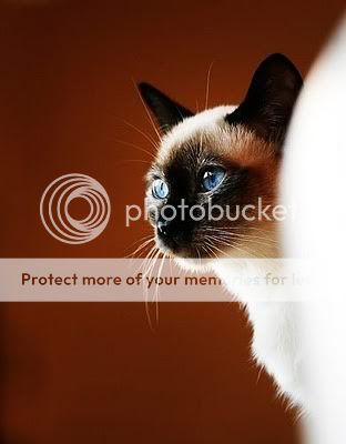 siamese-cat-Barb-Henry-1.jpg