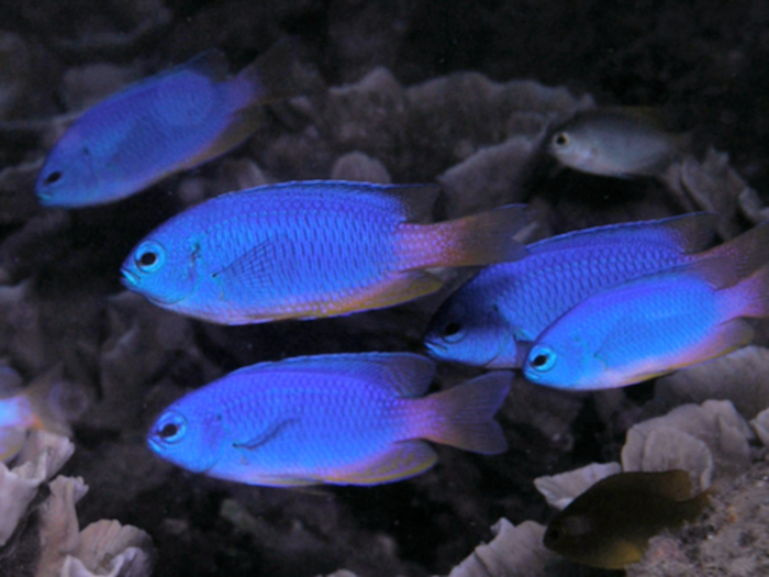Neon_damselfish.jpg