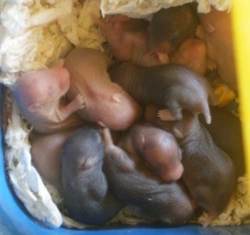 HamsterPups7DaysOldTwinkieBabies1.jpeg
