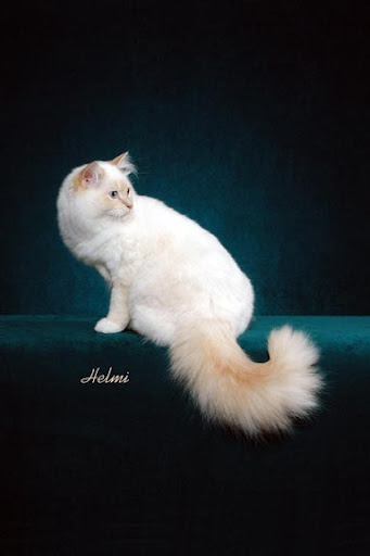 birman-ss-8.jpg