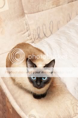 traditional-siamese-11.jpg