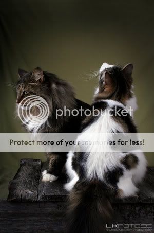 Norwegian_Forest_Cats_by_lkfoto.jpg