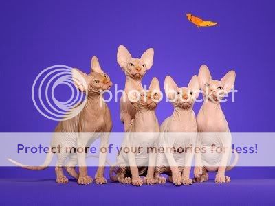 sphynx-cat-2.jpg