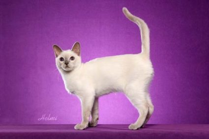 tonkinese-cat-pictures-of-cats-1.jpg