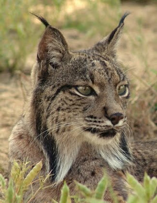 iberian-lynx.jpg