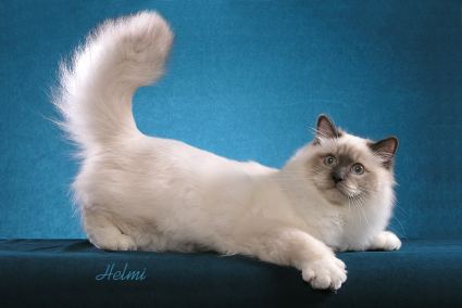 birman-1.jpg