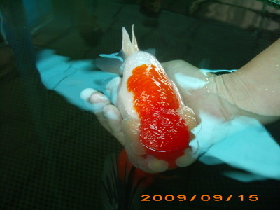 Carassius-Auratus-Ranchu-Goldfish.jpg