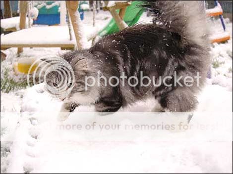 cat_snow_470_470x352-1.jpg