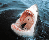 shark.gif