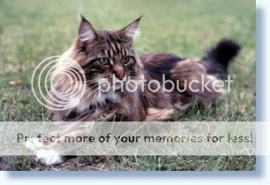 maine_coon_1.jpg