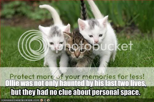 funny-pictures-cats-past-two-lives-.jpg