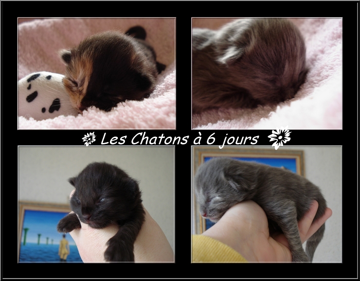 chatons6jours.jpg